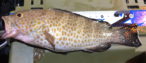 オオモンハタの釣果