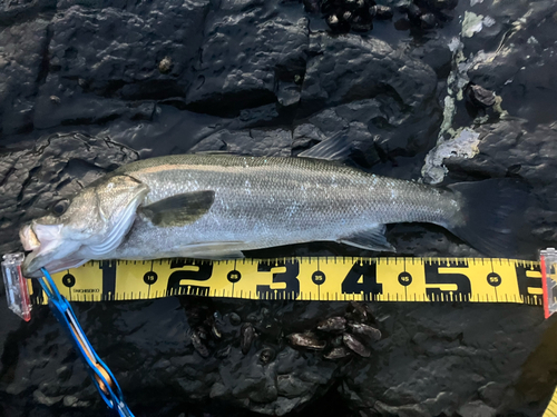 スズキの釣果