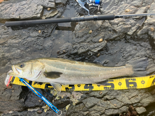 スズキの釣果