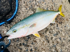 イナダの釣果