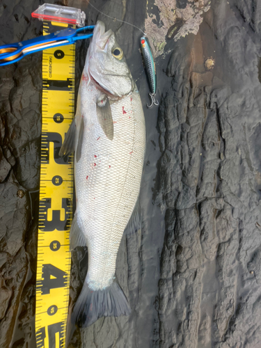 ヒラスズキの釣果