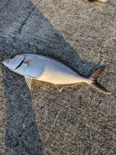 ショゴの釣果