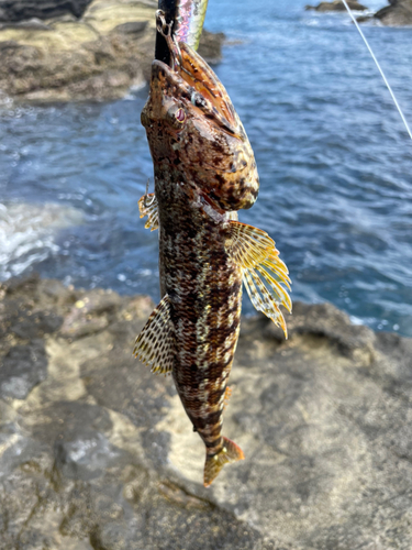 エソの釣果