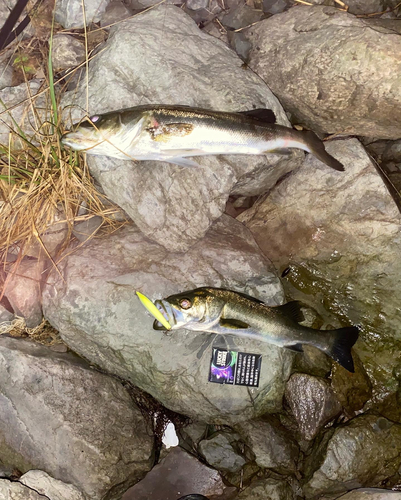 シーバスの釣果