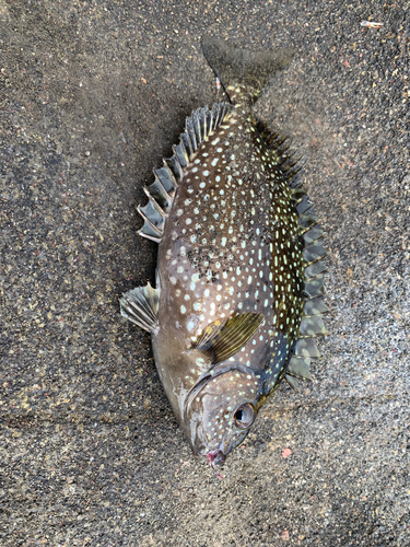 アイゴの釣果