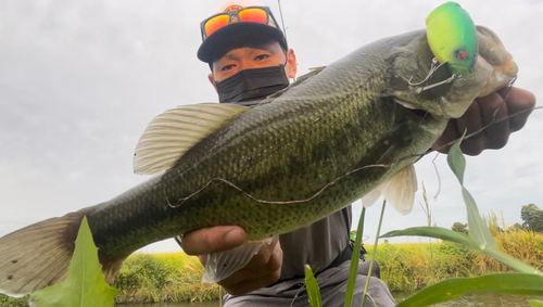 ブラックバスの釣果