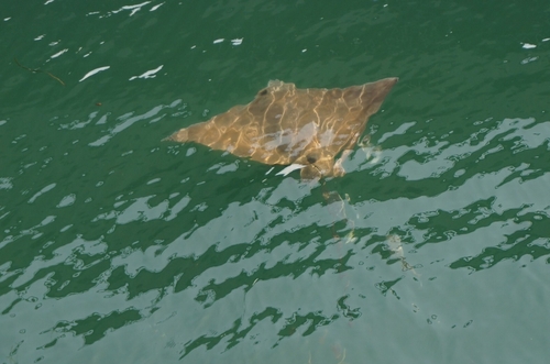 ナルトビエイの釣果