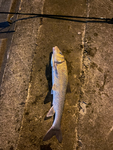 ニゴイの釣果