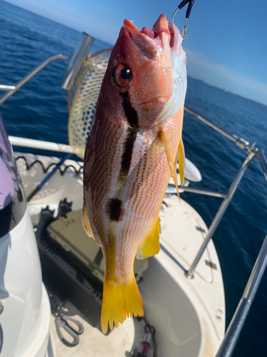 ヨコスジフエダイの釣果