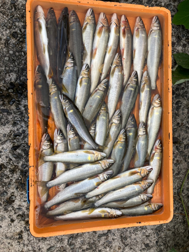 アユの釣果