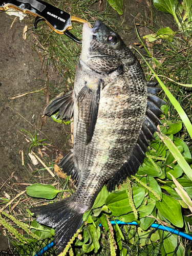 チヌの釣果