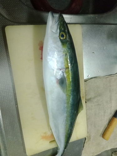 ハマチの釣果