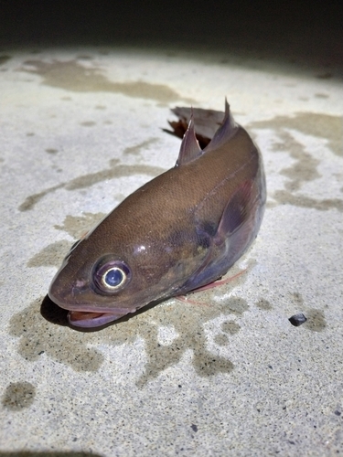 エゾイソアイナメの釣果