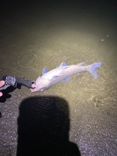 ニゴイの釣果