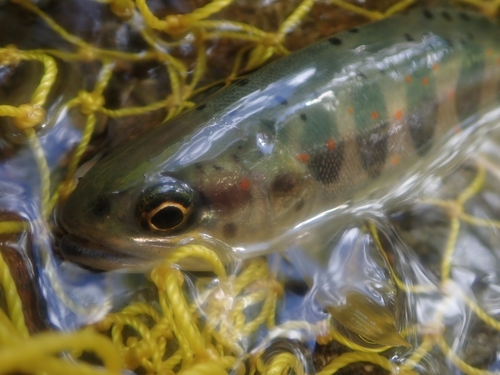 アマゴの釣果