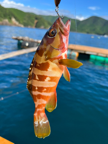 アカハタの釣果