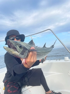 サワラの釣果