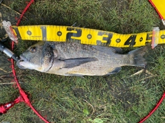 チヌの釣果