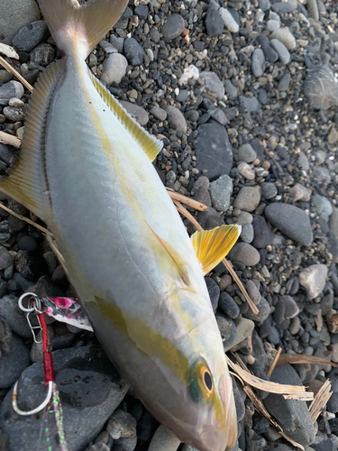 ワカシの釣果