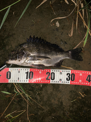 チヌの釣果