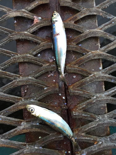 サバの釣果