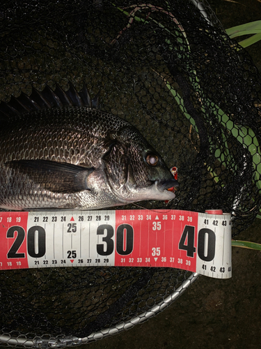 チヌの釣果