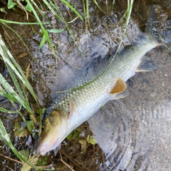 ニゴイの釣果