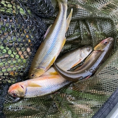 カワムツの釣果