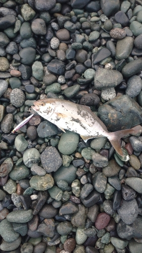 ショゴの釣果