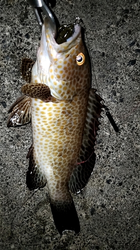 オオモンハタの釣果