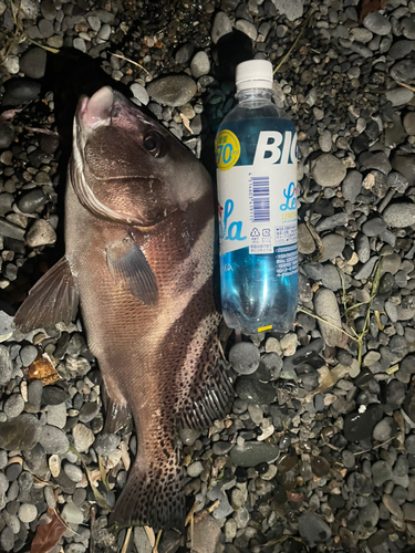 コショウダイの釣果