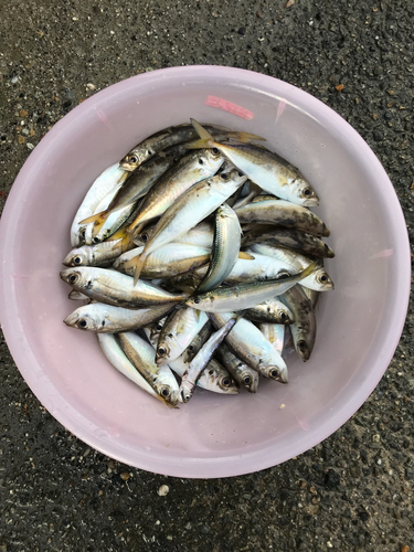 アジの釣果