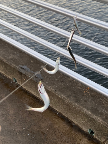 イワシの釣果