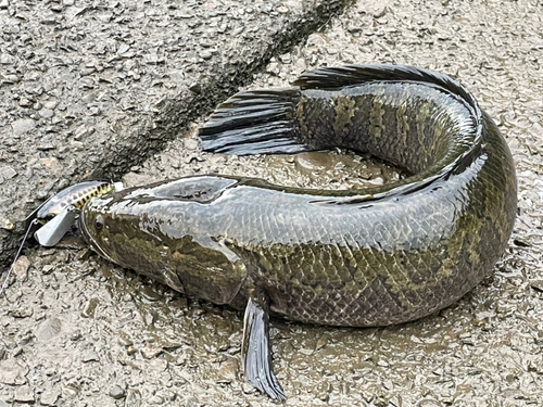 ライギョの釣果