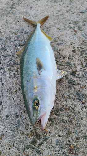 ツバスの釣果