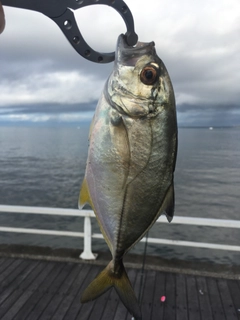 メッキの釣果