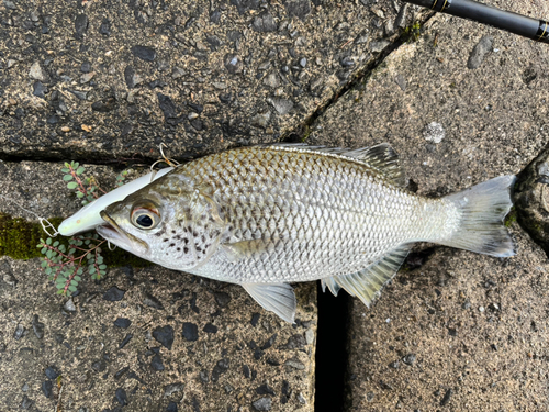 オオクチユゴイの釣果