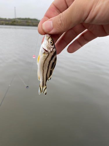 コトヒキの釣果