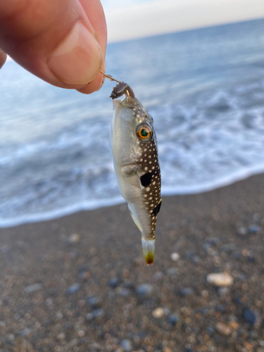 コモンフグの釣果