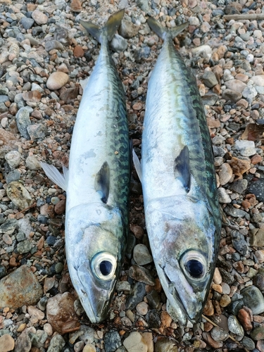 サバの釣果