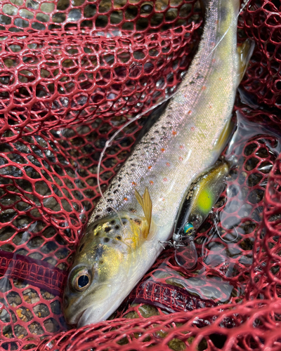 ブラウントラウトの釣果