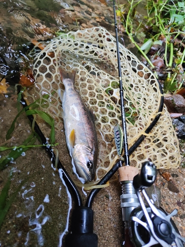 アマゴの釣果