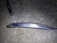 タチウオの釣果