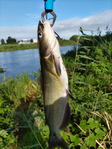 アメリカナマズの釣果