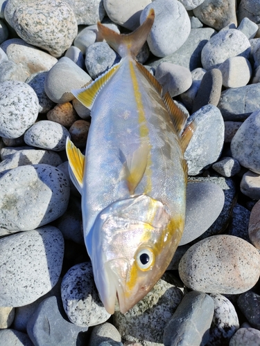 シオの釣果