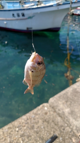 チャリコの釣果