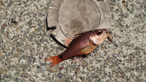 ネンブツダイの釣果