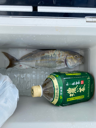 ショゴの釣果