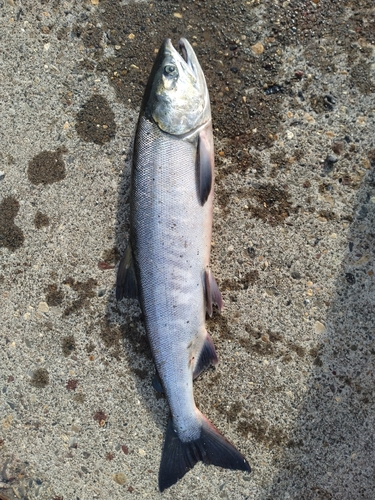 サケの釣果