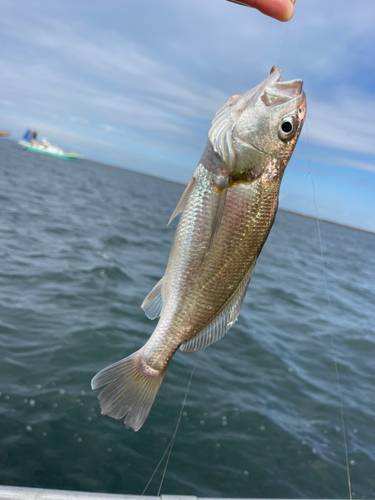 イシモチの釣果